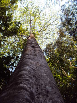 Image of Pterocymbium tinctorium (Blanco) Merr.