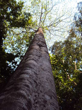 Image of Pterocymbium tinctorium (Blanco) Merr.