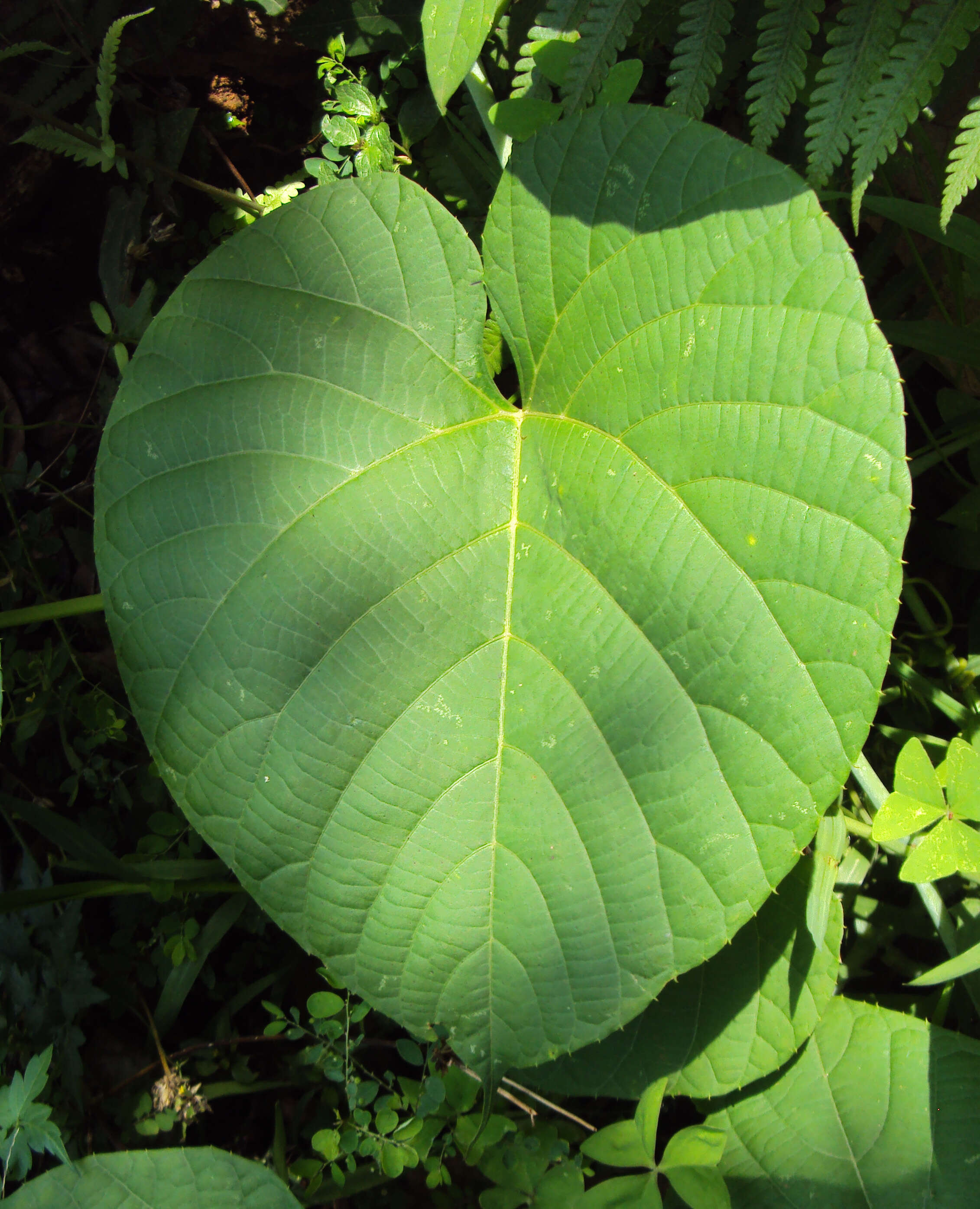 Image of cissus