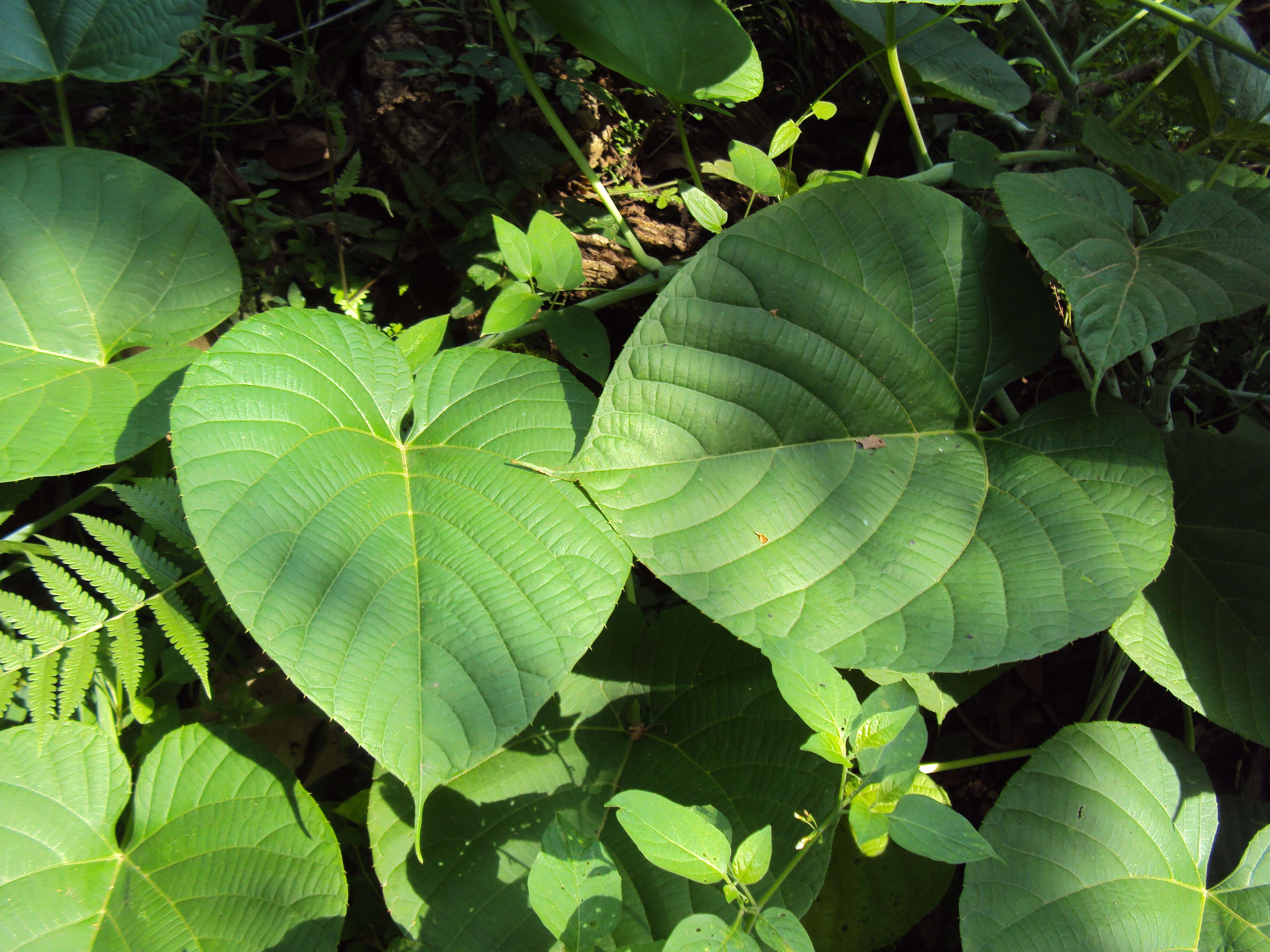 Image of cissus