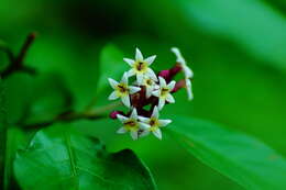 Imagem de Chassalia curviflora (Wall.) Thwaites