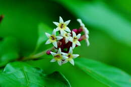 Imagem de Chassalia curviflora (Wall.) Thwaites