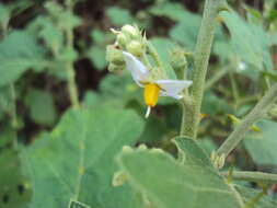 Image of Solanum violaceum Ortega