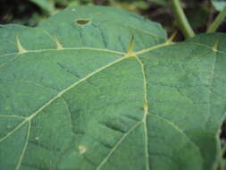 Image of Solanum violaceum Ortega