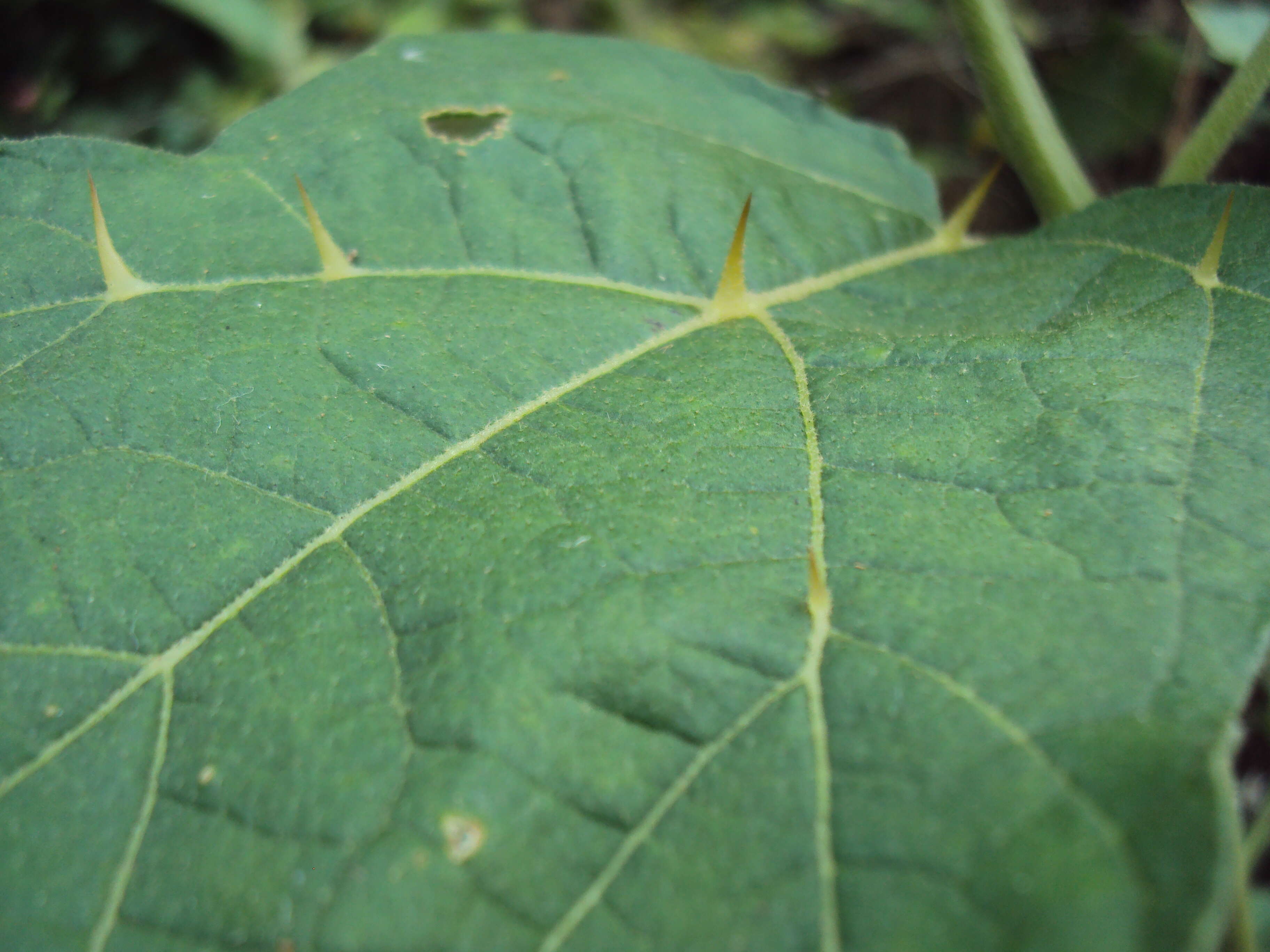 Image of Solanum violaceum Ortega