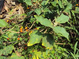 Image of Solanum violaceum Ortega