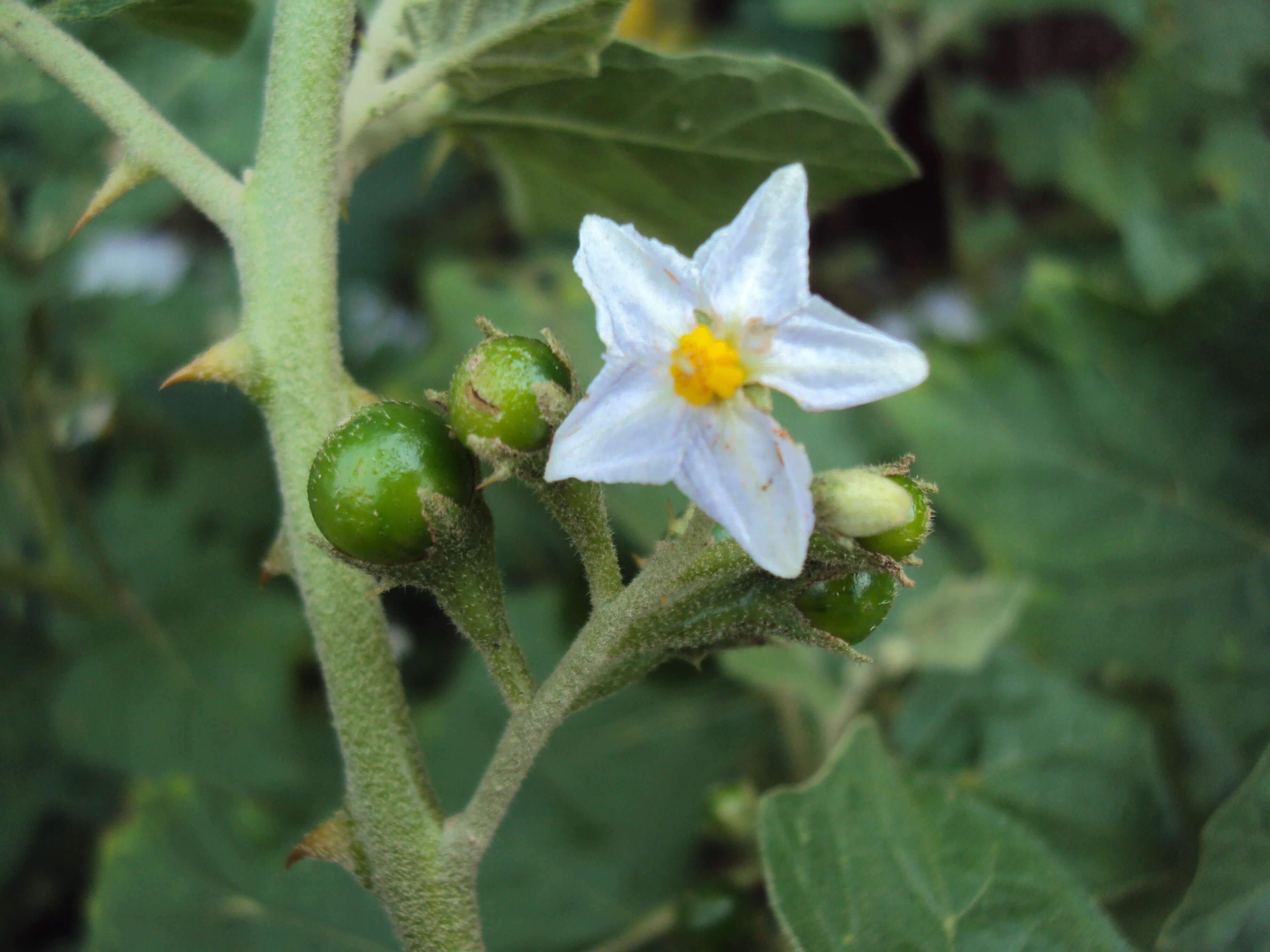 Image of Solanum violaceum Ortega