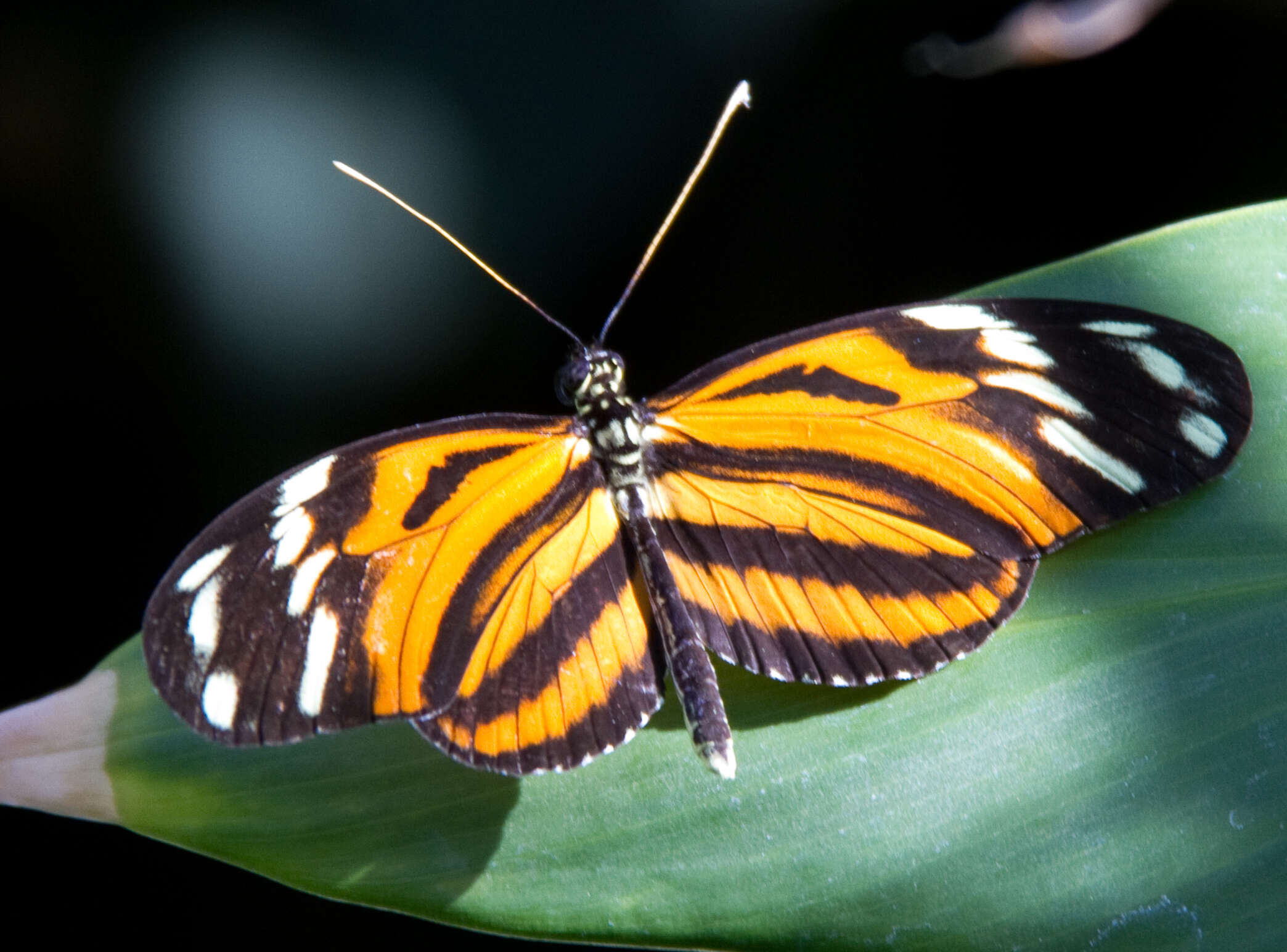 Image of Heliconius ismenius Latreille 1817