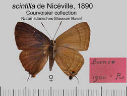 Image of Rapala scintilla De Nicéville 1890