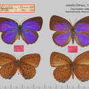 Sivun Arhopala similis (H. H. Druce 1895) kuva