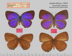 Plancia ëd Arhopala similis (H. H. Druce 1895)