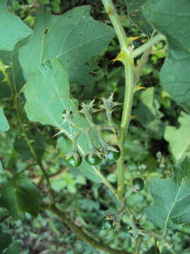 Plancia ëd Solanum violaceum Ortega