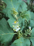 Image of Solanum violaceum Ortega