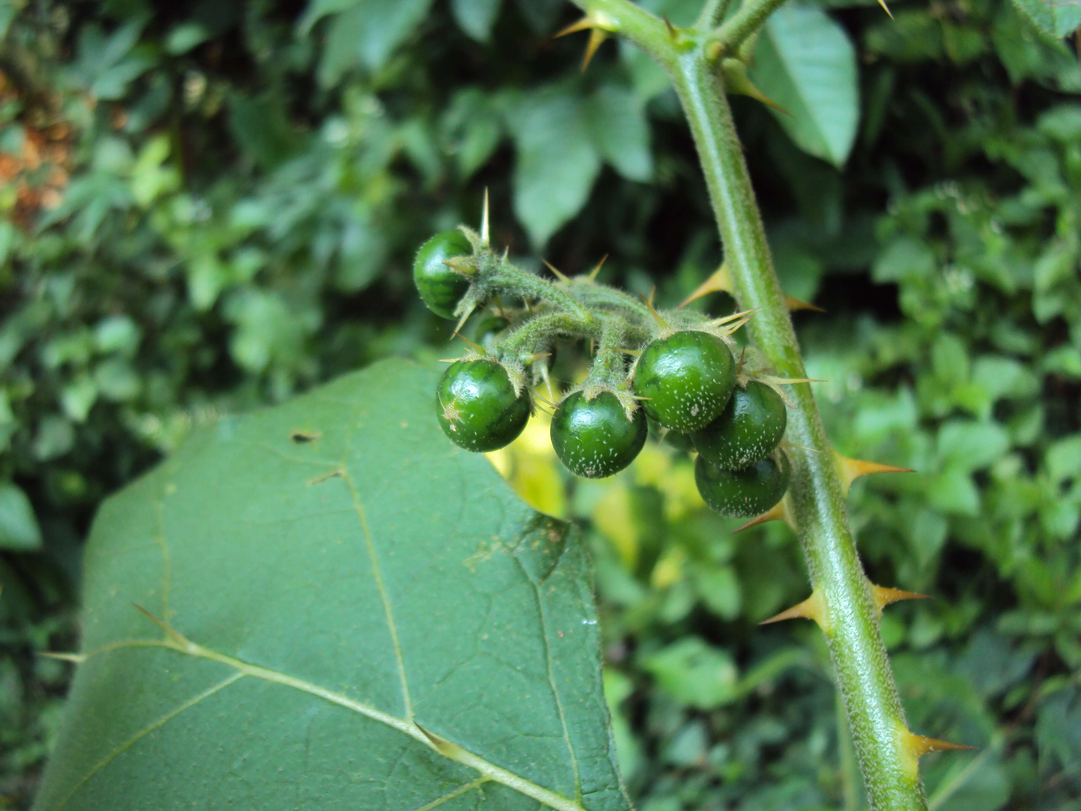 Image of Solanum violaceum Ortega