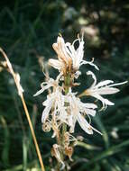 Image of Asphodelus macrocarpus Parl.