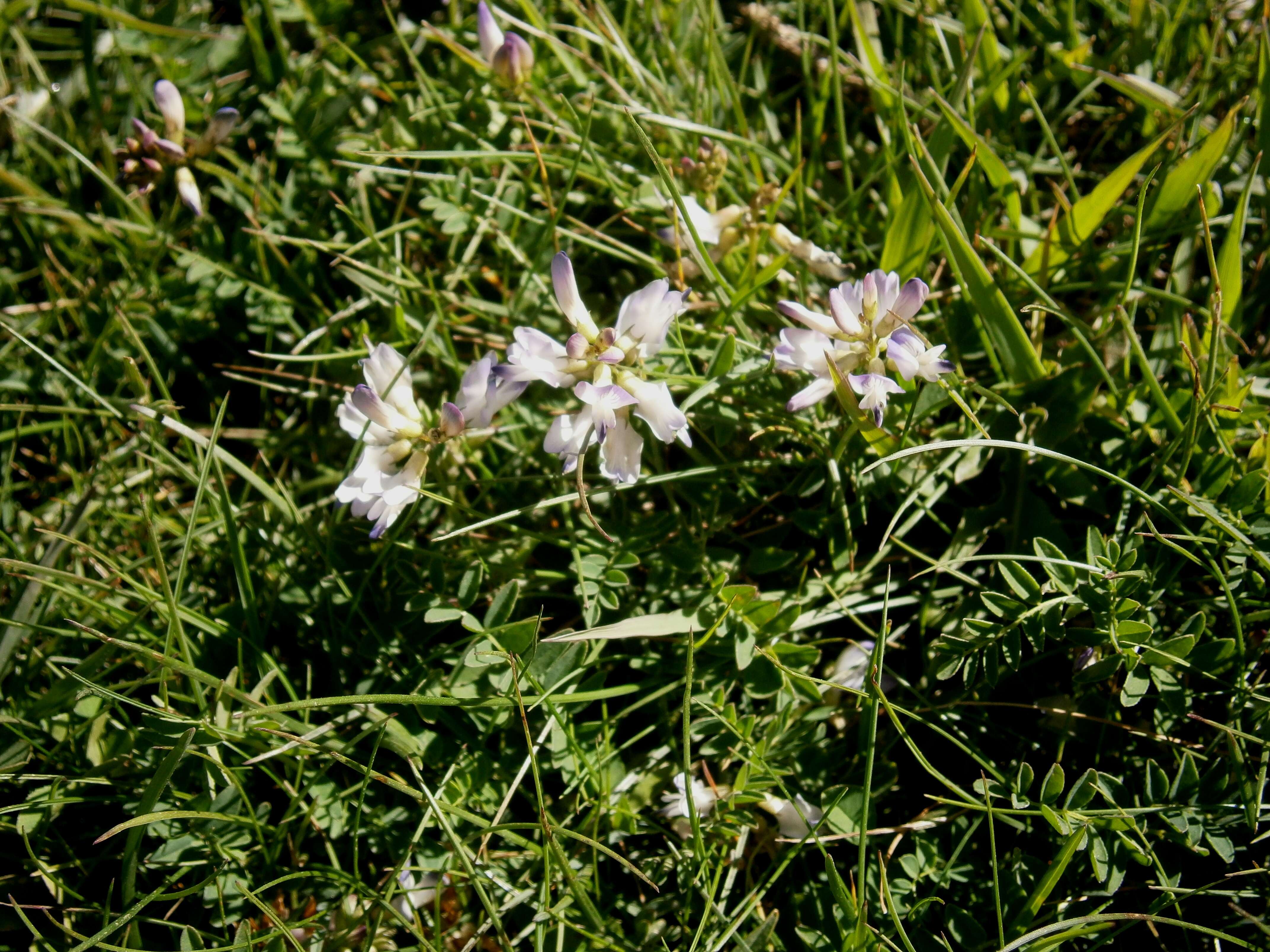 صورة Astragalus alpinus L.