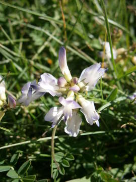 صورة Astragalus alpinus L.