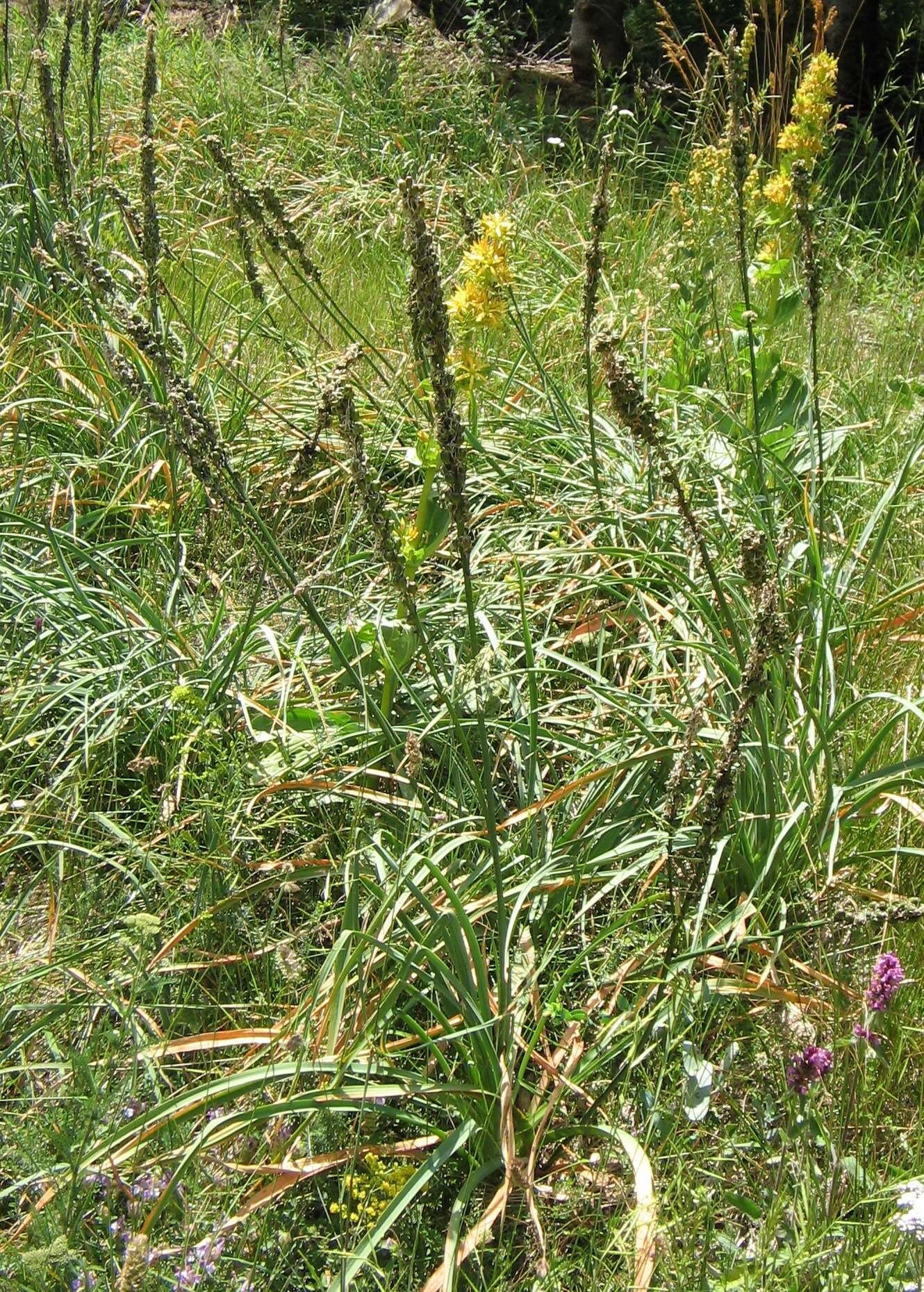 Image of Asphodelus macrocarpus Parl.