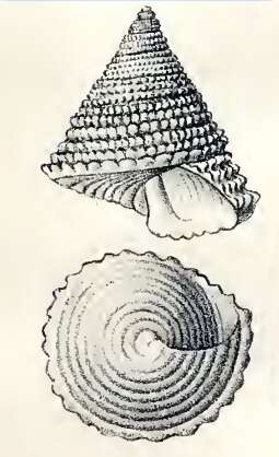 صورة Calliostoma sapidum Dall 1881