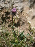Image of oneflower fleabane