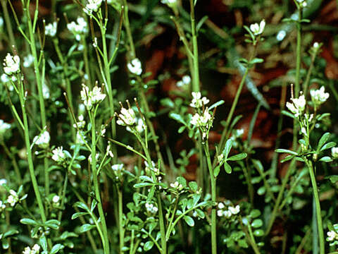 Image of Pennsylvania bittercress