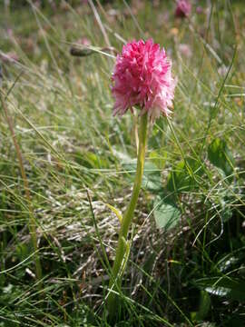 Слика од Gymnadenia corneliana (Beauverd) Teppner & E. Klein