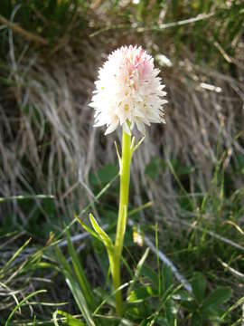 Image of Gymnadenia corneliana (Beauverd) Teppner & E. Klein