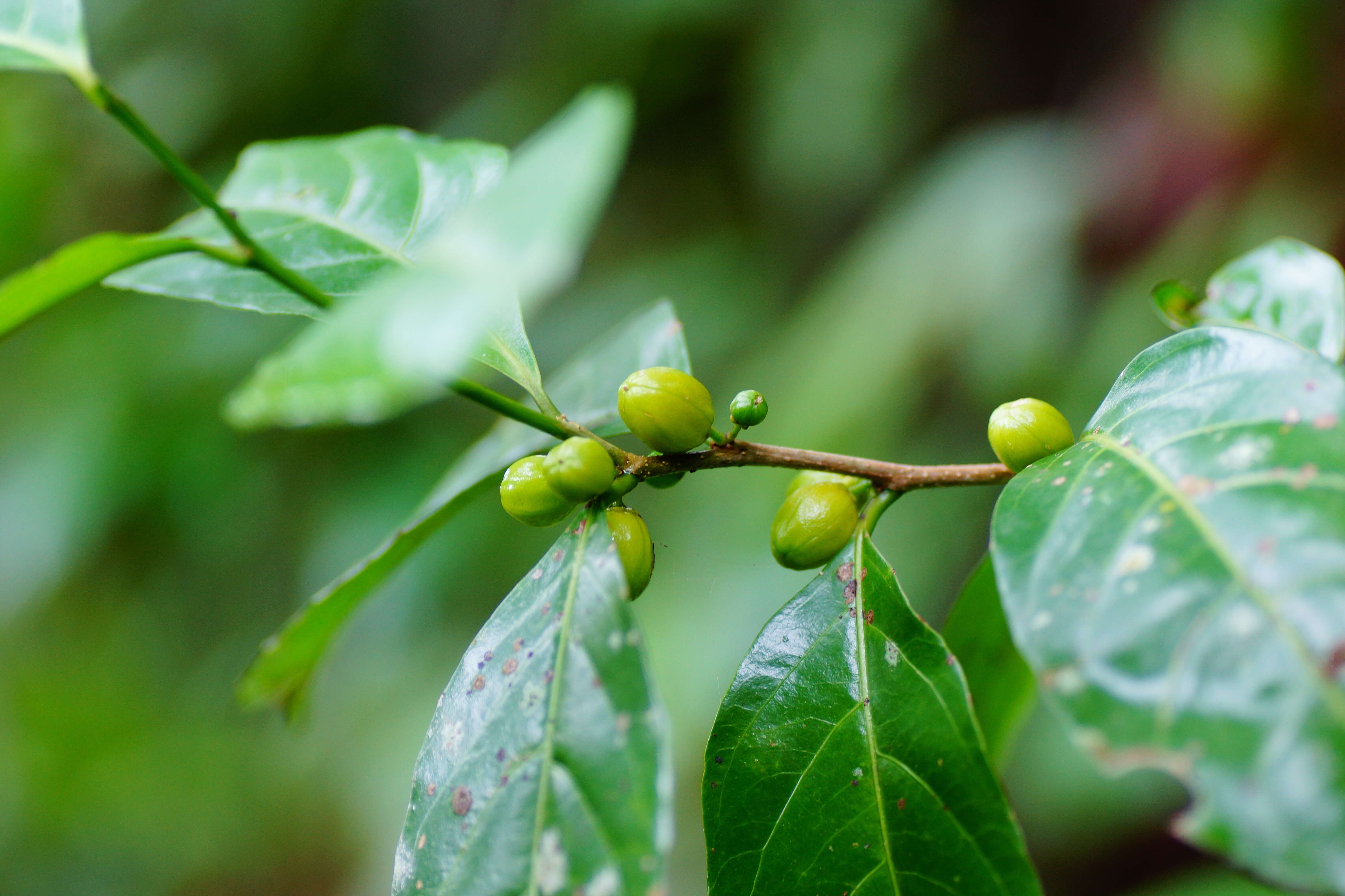 Imagem de Dichapetalum gelonioides (Roxb.) Engl.