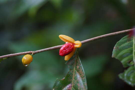 Image of Dichapetalum gelonioides (Roxb.) Engl.