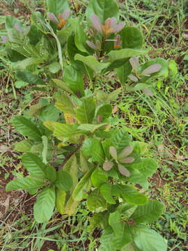 Image of Alseodaphne semecarpifolia Nees