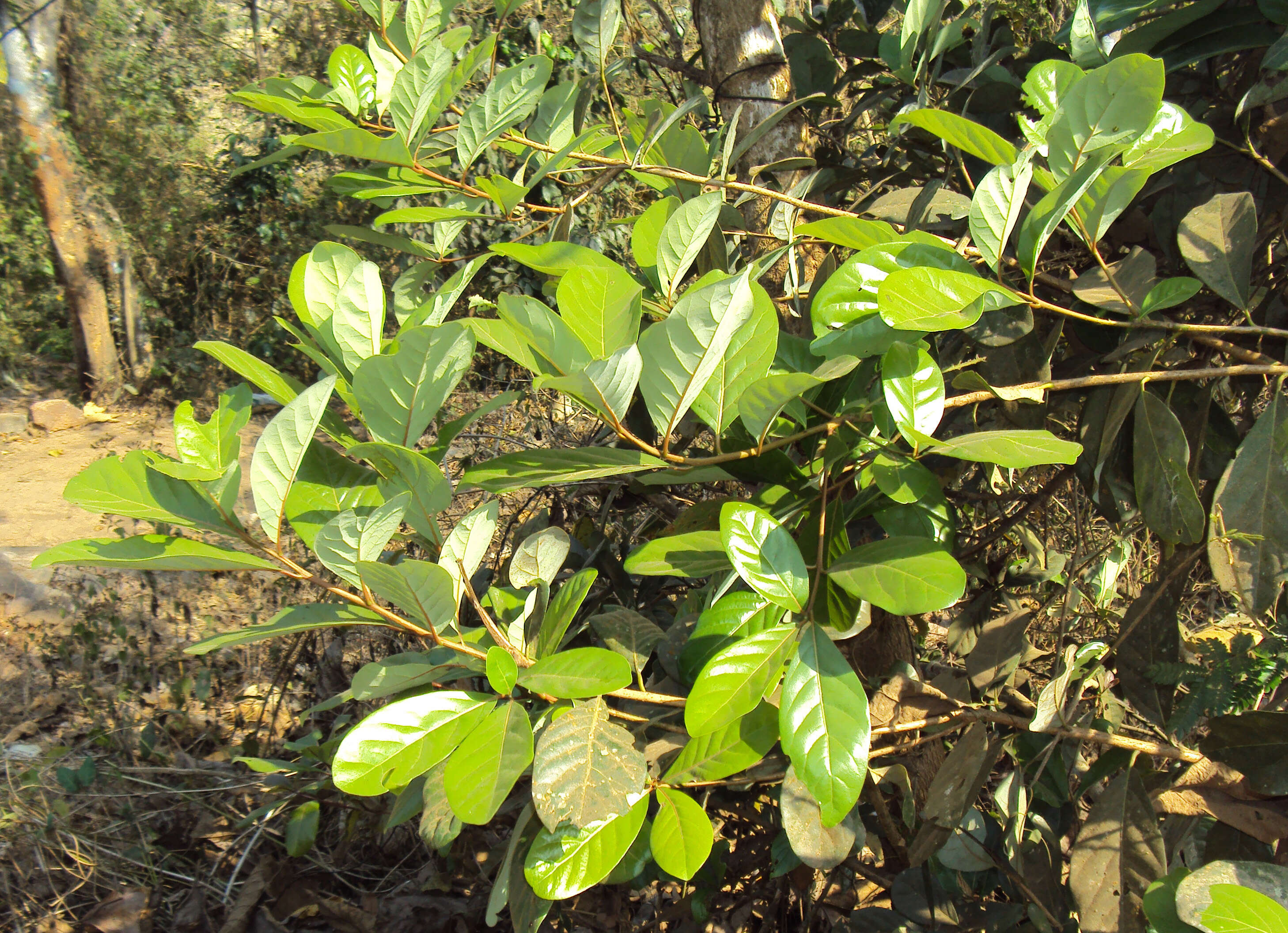 Image of Alseodaphne semecarpifolia Nees