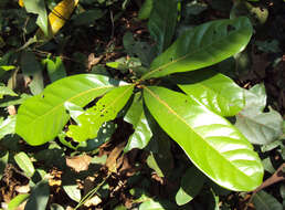 Image of Alseodaphne semecarpifolia Nees