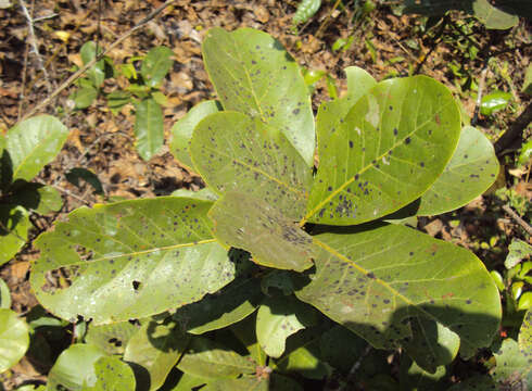 Image of Alseodaphne semecarpifolia Nees