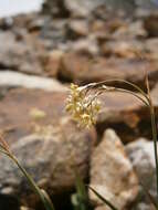 Image of Yellow Woodrush