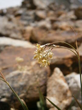 Image de Luzula lutea (All.) DC.