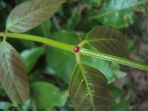 Слика од Xylia xylocarpa (Roxb.) Taub.