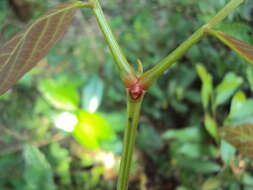 Слика од Xylia xylocarpa (Roxb.) Taub.