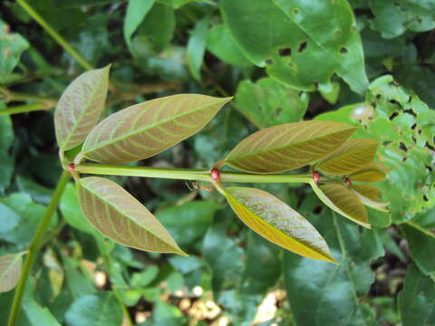 Слика од Xylia xylocarpa (Roxb.) Taub.