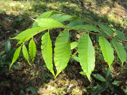 Image of Zanthoxylum rhetsa (Roxb.) DC.