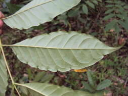 Image of Zanthoxylum rhetsa (Roxb.) DC.