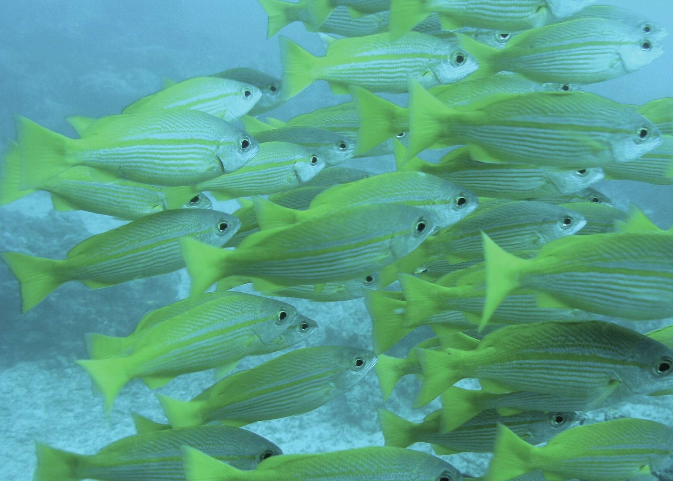 Image of Bigeye snapper