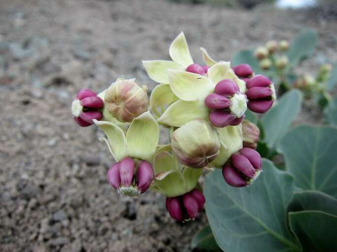 Image of pallid milkweed