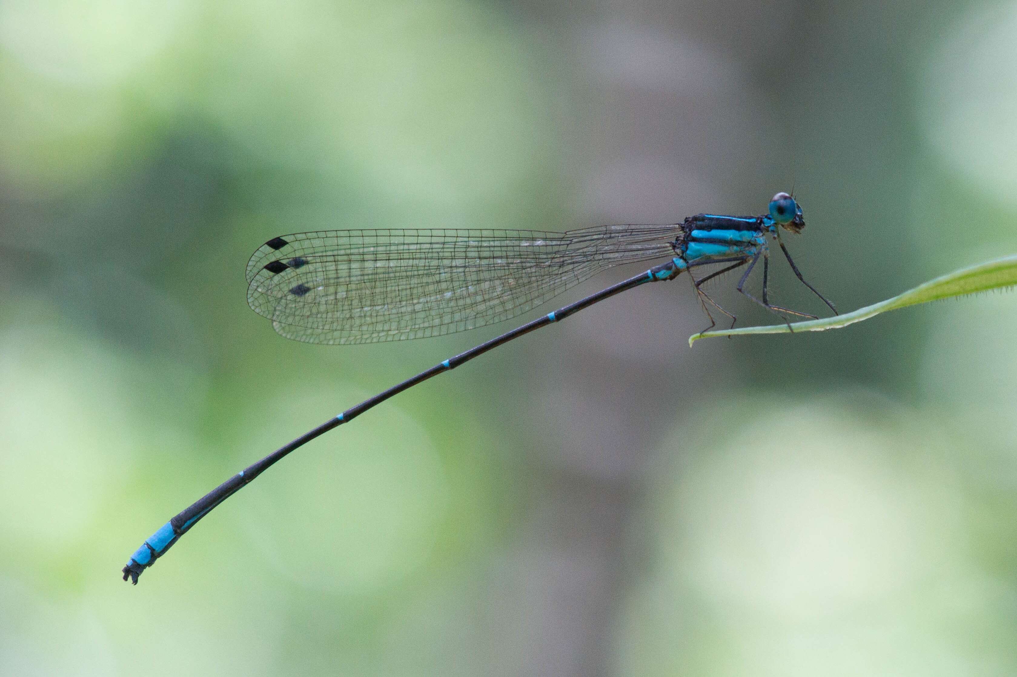 Image of Caconeura ramburi (Fraser 1922)