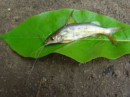 Image of Catfish