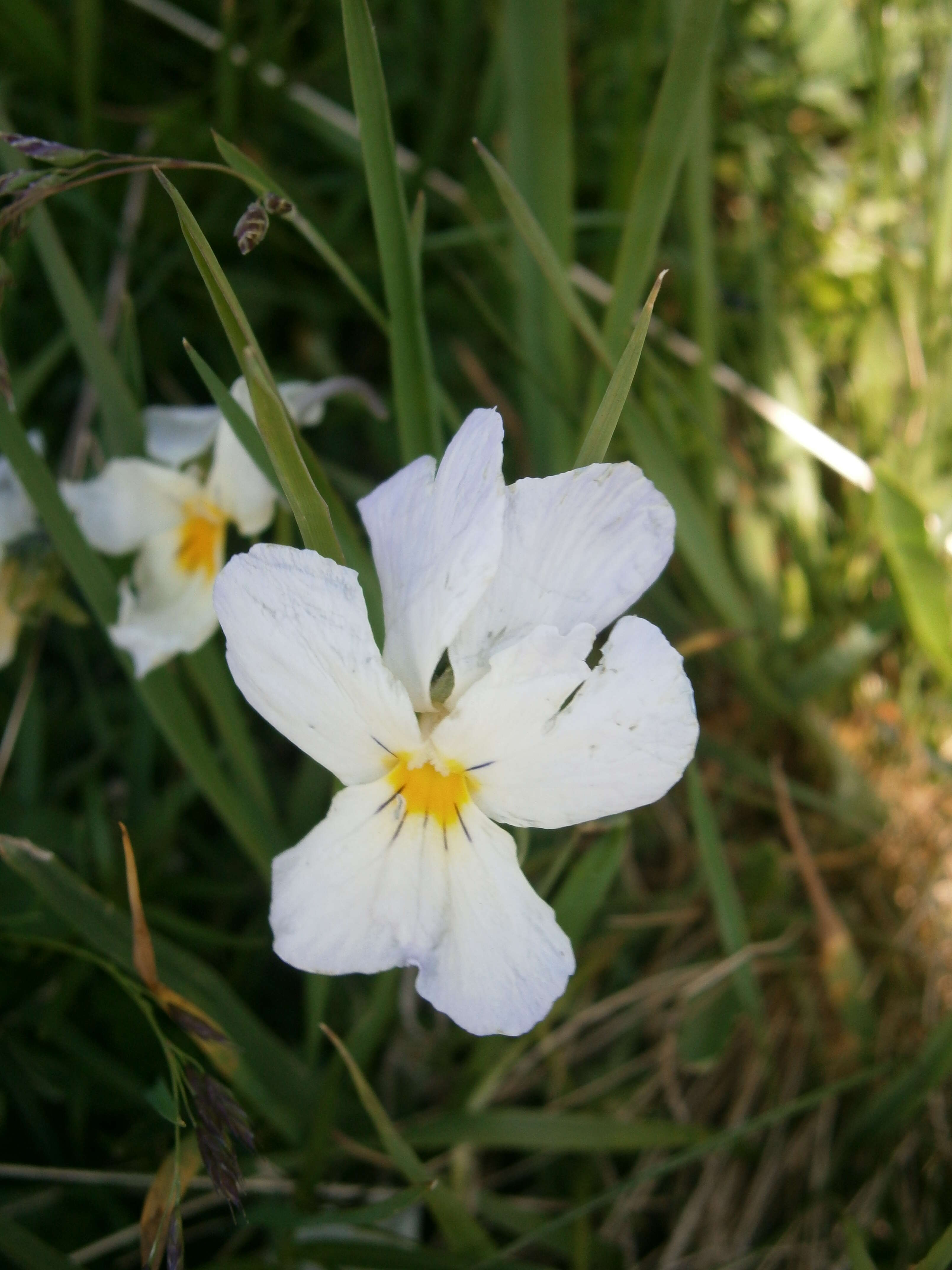 Слика од Viola calcarata L.