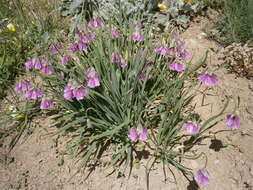 Слика од Allium insubricum Boiss. & Reut.