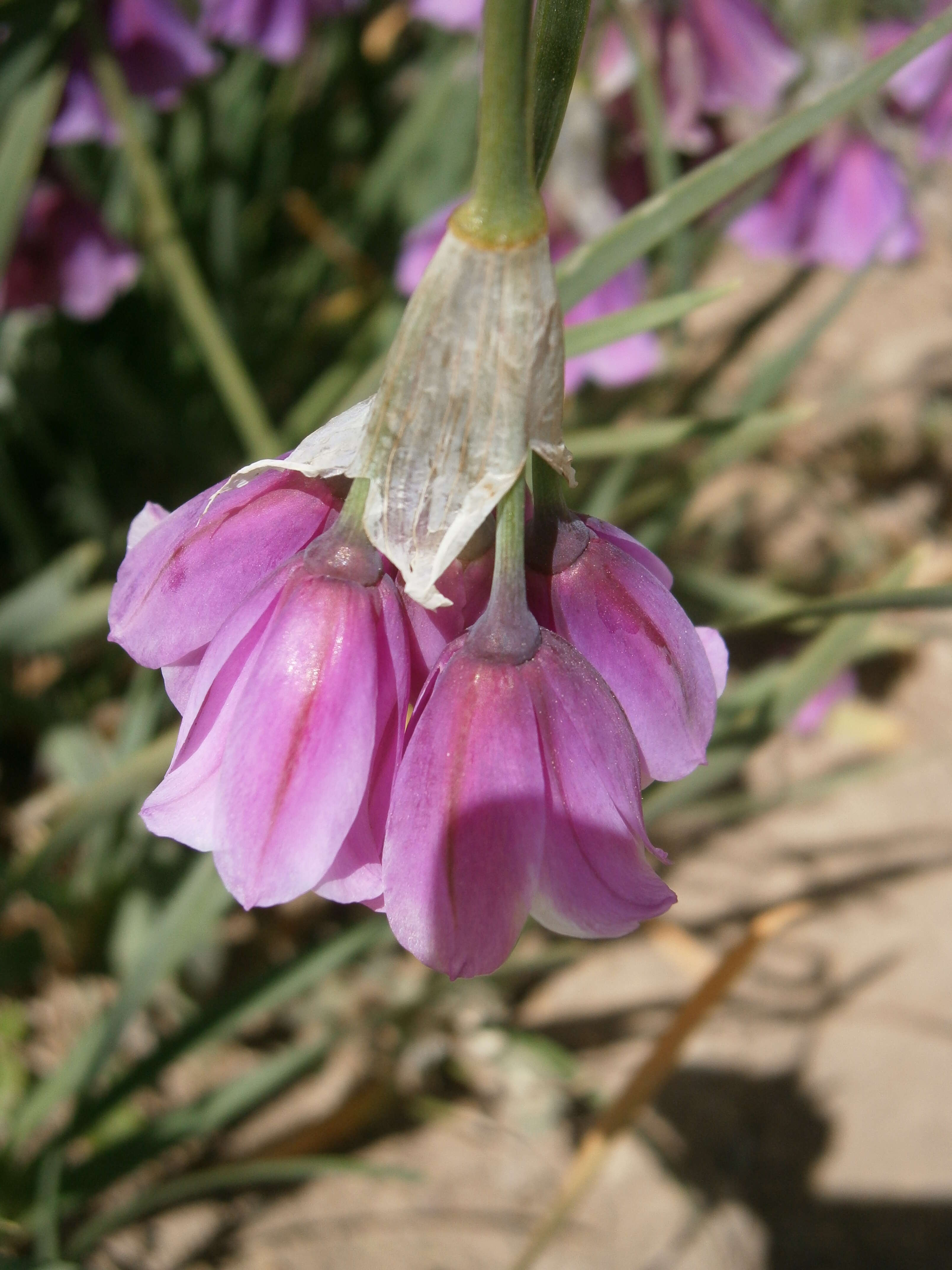 Image of Allium insubricum Boiss. & Reut.