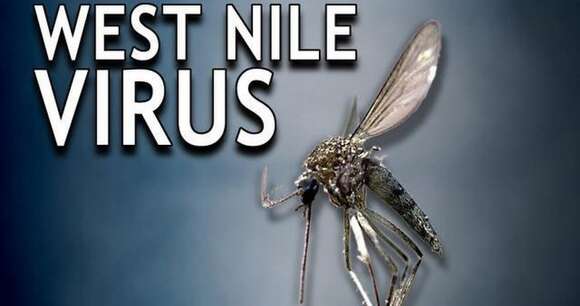 Image of West Nile virus