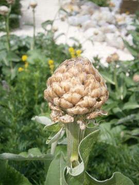 Image of Giant Scabiosa