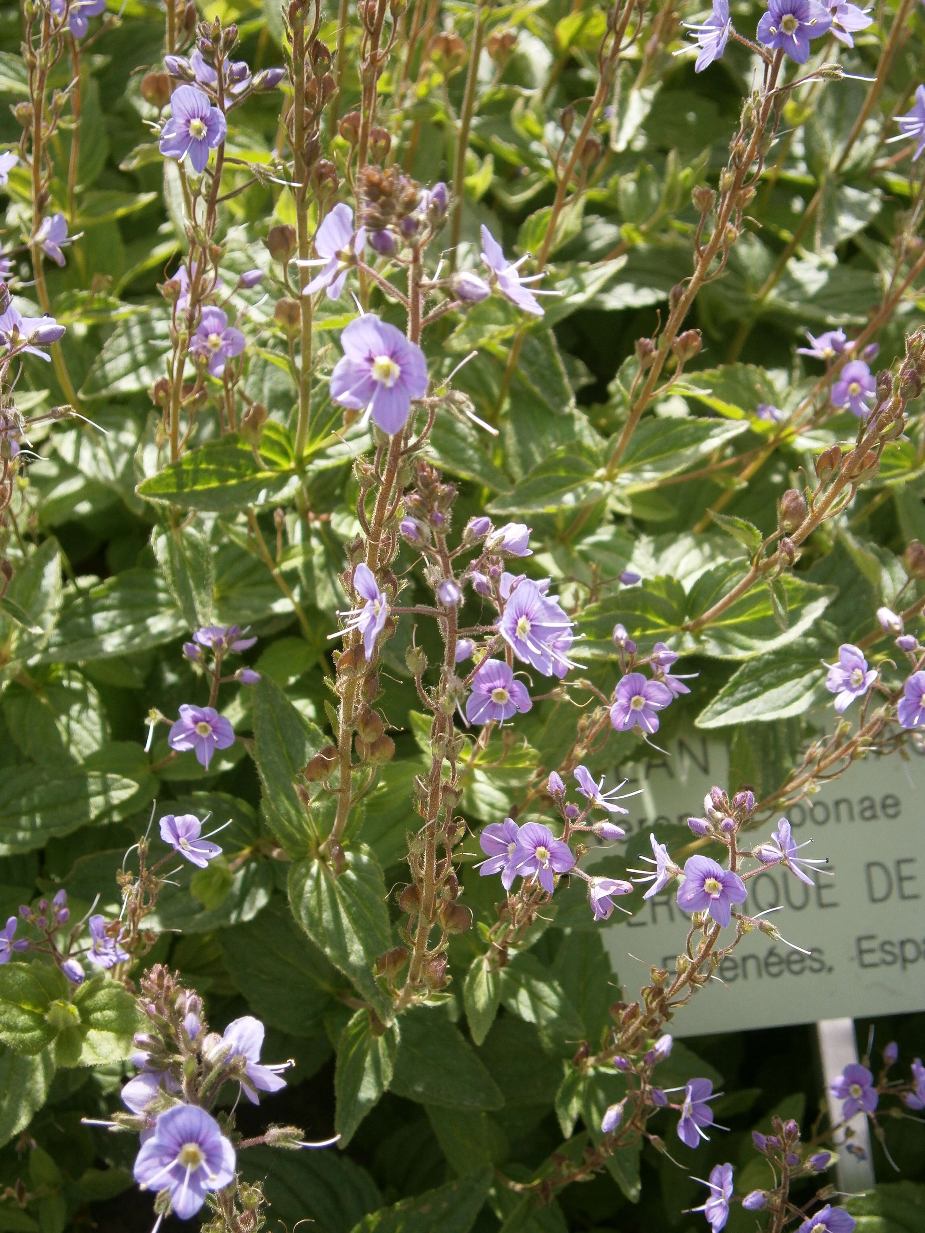 Image of Veronica ponae Gouan